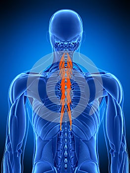 The semispinalis thoracic