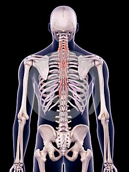 The semispinalis thoracic