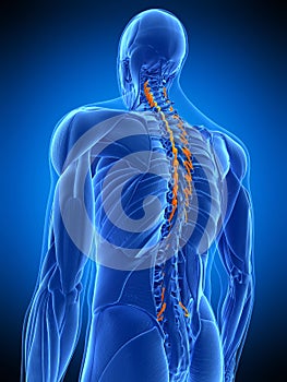 The semispinalis thoracic