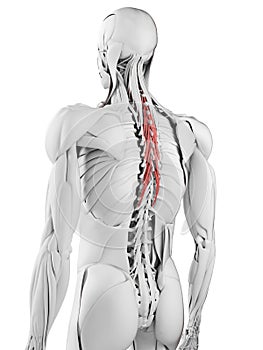 The semispinalis thoracis