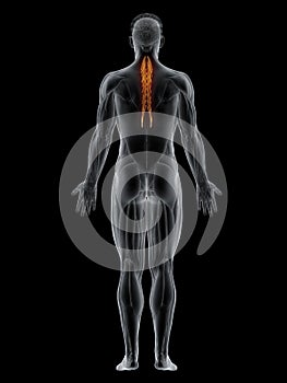 The semispinalis thoracis