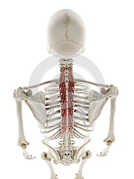 the semispinalis thoracis