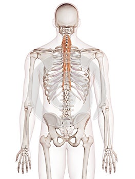 The semispinalis thoracis