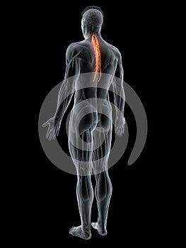 the semispinalis thoracis