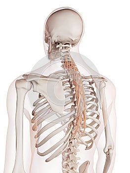 The semispinalis thoracis