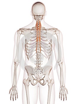 The semispinalis thoracis