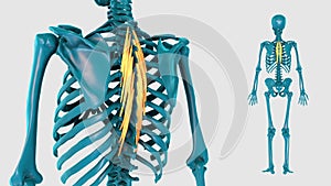 Semispinalis thoracis on a white background - 3D model