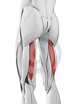 The semitendinosus