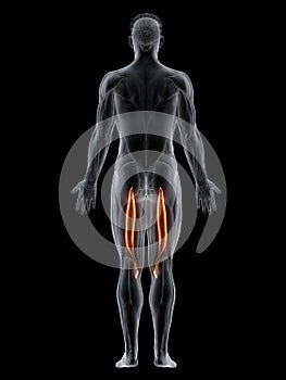 the semitendinosus