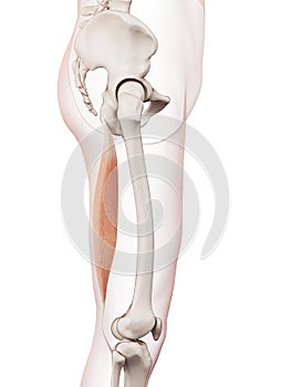 The semitendinosus