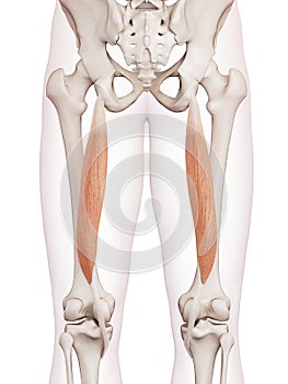 The semitendinosus