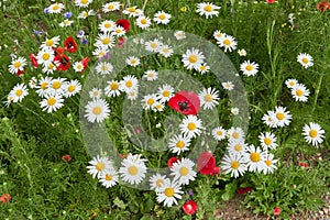 Semitic poppy (Papaver umbonatum) and common daisies (Bellis perennis) on a field