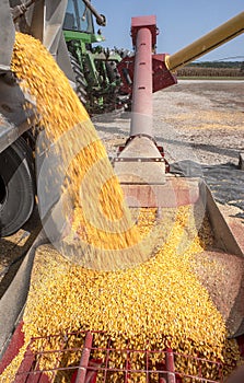 Semitruck dumping corn kernels into auger on farm