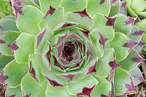 Sempervium calcareum succulent plant also called Hen and Chicks