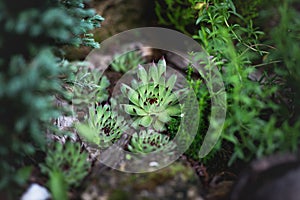 Sempervivium calcareum, the houseleek