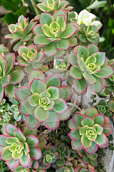 Sempervivium or hens and chicks