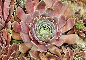 Sempervivum