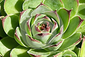 Sempervivum