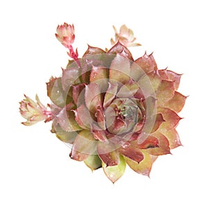 Sempervivum