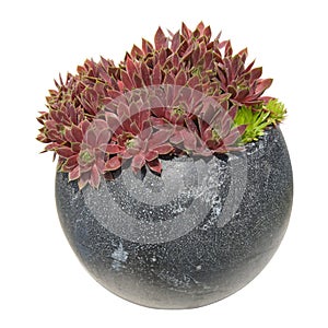 Sempervivum