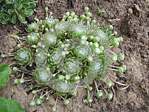 Sempervivum arachnoideum