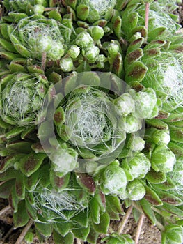 Sempervivum arachnoideum