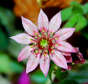 Sempervivum arachnoideum pink flower photo