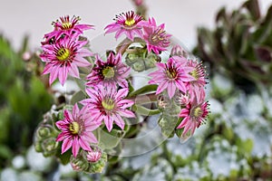 Sempervivum arachnoideum in full spring flowering