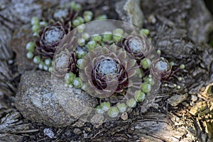 Sempervivum arachnoideum succulent perennial plant, cobweb house-leek with typical spider webs, purple and green rosettes