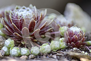 Sempervivum arachnoideum succulent perennial plant, cobweb house-leek with typical spider webs, purple and green rosettes