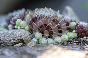 Sempervivum arachnoideum succulent perennial plant, cobweb house-leek with typical spider webs, purple and green rosettes