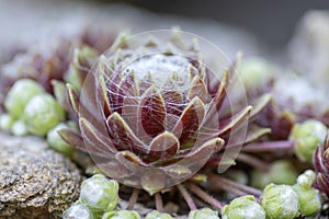 Sempervivum arachnoideum succulent perennial plant, cobweb house-leek with typical spider webs, purple and green rosettes