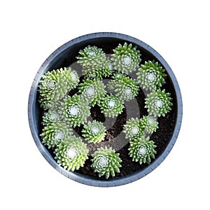 Sempervivum Arachnoideum succulents (Cobweb Houseleeks) growing in the pot isolateed on whhite background