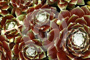 Sempervivum arachnoidium Robin