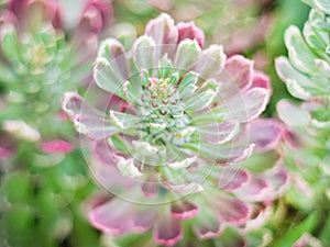 Sempervivum calcareum: A hardy species from the French Alps known for its distinctive coloring and vigor. This type is a lovely