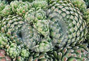 Rosularia chrysantha Succulents