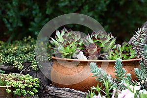 Sempervivum in a clay pot.