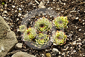 Sempervivum