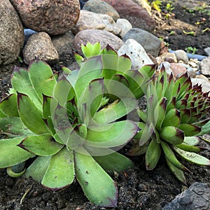 Sempervivum , Crassulaceae family grows on the street near stones