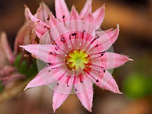 A Sempervivum flower