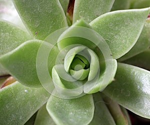 Sempervivum flower