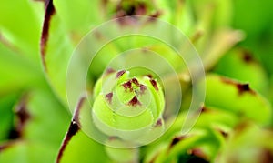Sempervivum flower close up image