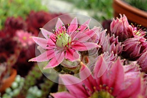 Sempervivum flower