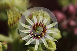 Sempervivum flower