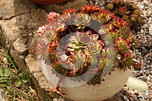 Sempervivum flower