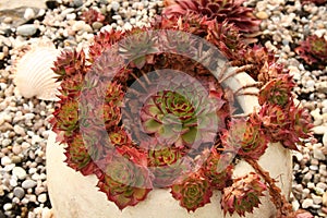 Sempervivum flower