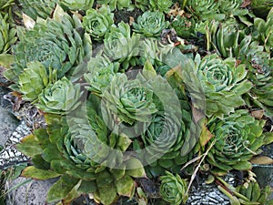 Sempervivum are a genus of succulents in the Crassulaceae family. Flowering flowers in the garden, pleasant aromas of summer