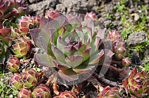Sempervivum grows in the garden