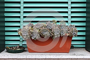 Sempervivum or houseleek flowers photo
