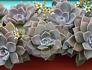 Sempervivum or houseleek flowers photo